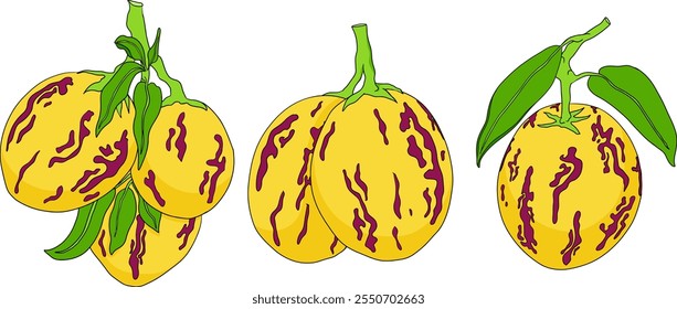 Pepino, melão, Solanum muricatum. Ilustração colorida desenhada à mão do vetor. Fruta de pimenta inteira, cortada ao meio, fatias.	
