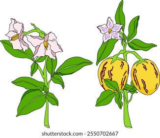 Pepino, melão, Solanum muricatum. Ilustração colorida desenhada à mão do vetor. Fruta de pimenta inteira, cortada ao meio, fatias.	
