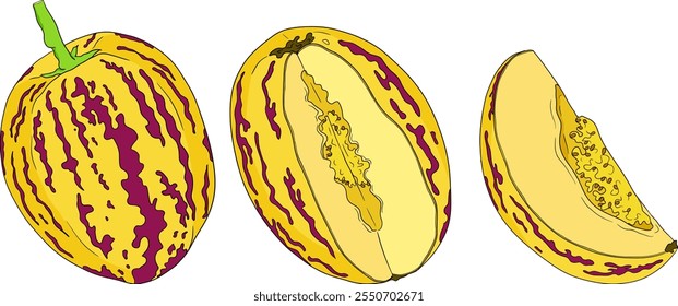 Pepino, melão, Solanum muricatum. Ilustração colorida desenhada à mão do vetor. Fruta de pimenta inteira, cortada ao meio, fatias.	
