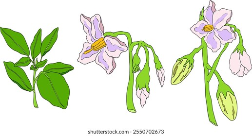 Pepino, melão, Solanum muricatum. Ilustração colorida desenhada à mão do vetor. Fruta de pimenta inteira, cortada ao meio, fatias.	
