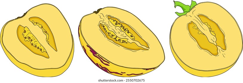 Pepino, melão, Solanum muricatum. Ilustração colorida desenhada à mão do vetor. Fruta de pimenta inteira, cortada ao meio, fatias.	
