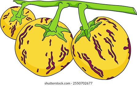 Pepino, melão, Solanum muricatum. Ilustração colorida desenhada à mão do vetor. Fruta de pimenta inteira, cortada ao meio, fatias.	
