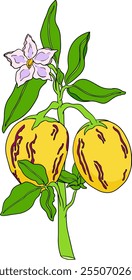 Pepino, melão, Solanum muricatum. Ilustração colorida desenhada à mão do vetor. Fruta de pimenta inteira, cortada ao meio, fatias.	
