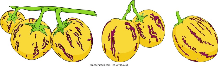 Pepino, melão, Solanum muricatum. Ilustração colorida desenhada à mão do vetor. Fruta de pimenta inteira, cortada ao meio, fatias.	
