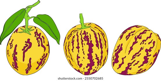 Pepino, melão, Solanum muricatum. Ilustração colorida desenhada à mão do vetor. Fruta de pimenta inteira, cortada ao meio, fatias.	
