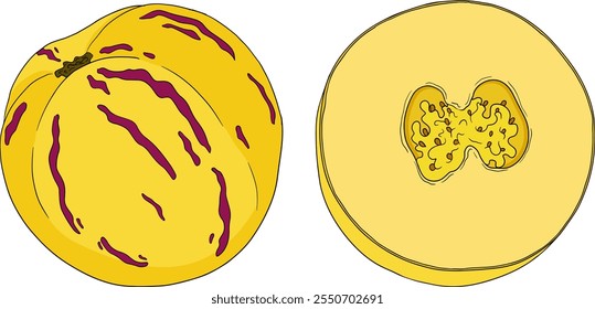 Pepino, melão, Solanum muricatum. Ilustração colorida desenhada à mão do vetor. Fruta de pimenta inteira, cortada ao meio, fatias.	
