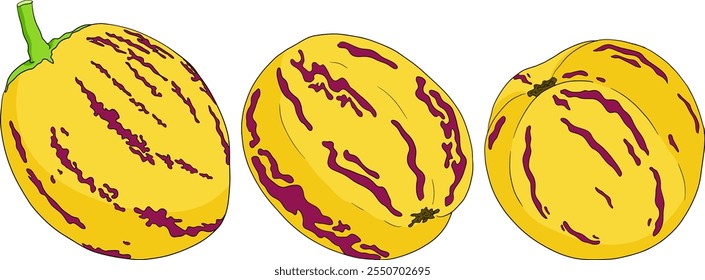 Pepino, melão, Solanum muricatum. Ilustração colorida desenhada à mão do vetor. Fruta de pimenta inteira, cortada ao meio, fatias.	
