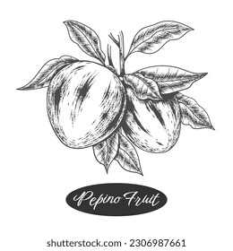 Pepino fruits branch retro engraving illustration. Melon pear etching vintage drawing, sweet cucumber hand drawn vector sketch