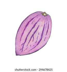 Pepino melon. Hand-drawn fruit. Real watercolor drawing. Vector illustration. Traced painting