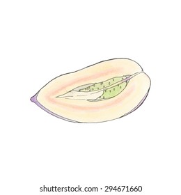 Pepino melon. Hand-drawn half of fruit. Real watercolor drawing. Vector illustration. Traced painting