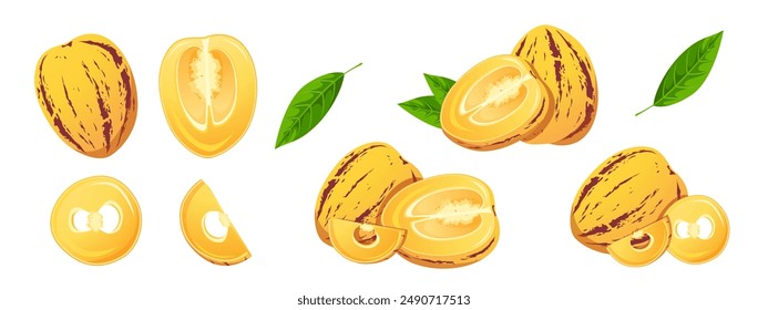 Pepino or melon pear. Fresh pepino fruit whole, cut in half, slices. Vector illustration.