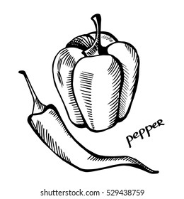 Pepper. Chili. Monochrome illustration on a light background. Hand-drawn.