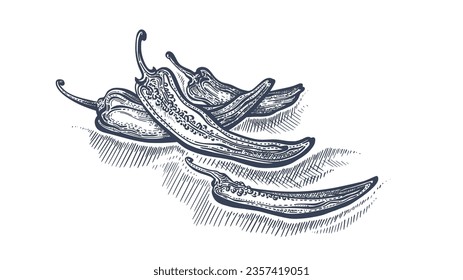 Pepper chilli. Peppercorn heap. Vintage sketch. Vector hatching illustration on white background. Organic food