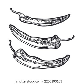 Pepper chilli set, cut. Engraving sketch. Vector rustic illustration on white background. Organic paprika. Farm food