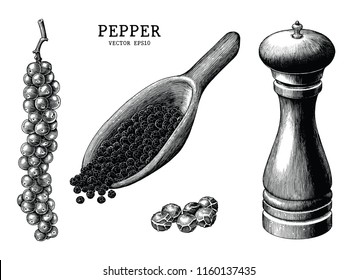 Pepper collection hand draw vintage clip art isolated on white background