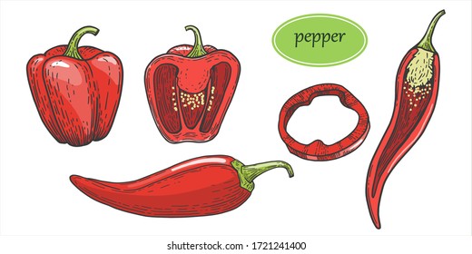 Pepper color hand drawn illustration set. Organic food design template. Farm market concept. Vintage graphics. Vegetarian menu. Pepper, slices, halves,  isolated on white backgroun