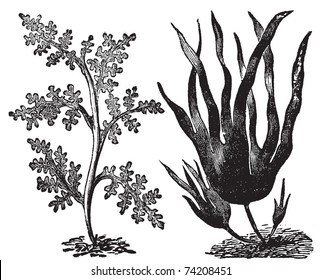 Pepper dulse, red algae or Laurencia pinnatifida (left). Oarweed or Laminaria digitata (right). Vintage engraving. Illustration of two types of algae, red and brown algae.