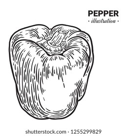 Pepper fresh food vector hand drawn illustration, drawing, engraving, ink, line art, vector.