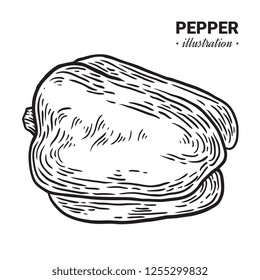 Pepper fresh food vector hand drawn illustration, drawing, engraving, ink, line art, vector.