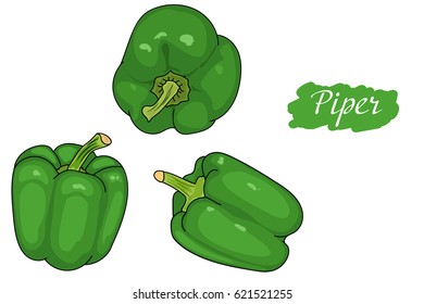 pepper green from different angles. great for menu. useful vegetables. vegetarianism. Vector illustration with white background. the drawing hands. Piper annuum
