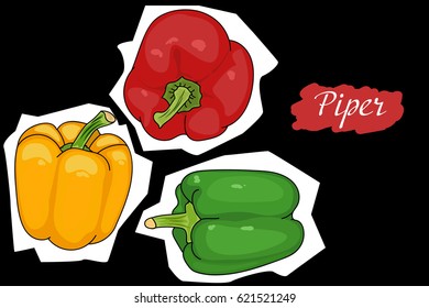 pepper green, red, yellow from different angles. great for menu. useful vegetables. vegetarianism. Vector illustration with black background. the drawing hands. Piper annuum