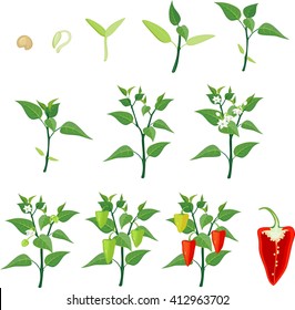 Pepper growing stage