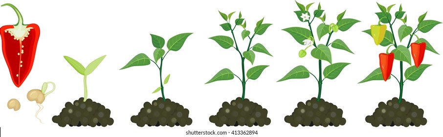 Pepper growing stage