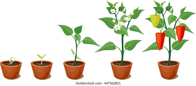 Pepper growing stage

