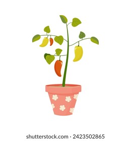 Pepper grown in a pink pot with flowers, on the balcony, spring planting vector illustration 