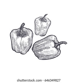 Pepper. Hand drawing of vegetable. Vector art illustration. Isolated image of black ink on white background. Vintage engraving. Kitchen design for decoration recipes, menus, sign shops, markets.