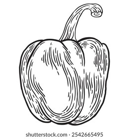 Pepper hand drawn engraved ink sketch. Fresh vegetable. Isolated Paprika on a white background vector illustration. 