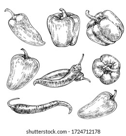 Pepper hand drawn set. Sketch red hot chili peppers and bell peppers. Organic Vegetables. Sketch Vegetable. Engraved style  illustration.