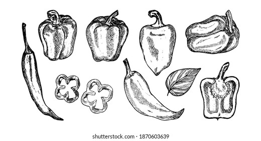 Pepper hand drawn vector illustration. Fresh organic vegetable, hot pepper in engraved style. Detailed food drawing.