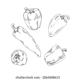 Pfeffer, handgezeichnet, Vektorgrafik-Set. Glockenpfefferbild einzeln. Detaillierte Zeichnung von vegetarischen Speisen. Agrarmarktprodukt. Paprika-Symbol