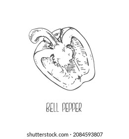 Conjunto de ilustraciones vectoriales dibujadas a mano por Pepper. Imagen de pimienta de campana aislada. Dibujo detallado de comida vegetariana. Producto del mercado agrícola. Icono de Paprika
