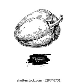 Pepper hand drawn vector illustration. Vegetable engraved style object. Isolated bell pepper. Detailed vegetarian food drawing. Farm market product. Paprika icon