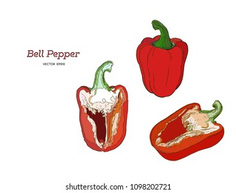 Pepper hand drawn vector set. Vegetable engraved style object, full, half and slices. Isolated bell pepper. Detailed vegetarian food drawing. Farm market product. Paprika icon