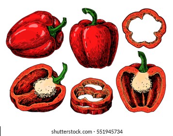 Pepper hand drawn vector set. Vegetable Isolated object full, half and slices bell pepper. Detailed vegetarian food drawing. Farm market product. Paprika icon