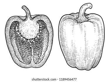 Pepper illustration, drawing, engraving, ink, line art, vector