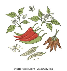 Vetor de ilustração de pimenta definido com sementes de flores de plantas e caiena seca e fatia para cozinhar e temperar pratos de alimentos