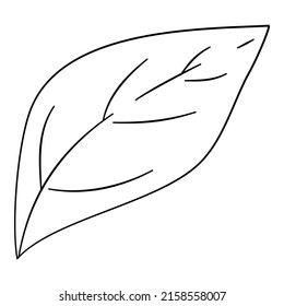 Pepper leaf icon outline, hand drawn vector. Green spicy. Half cut