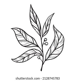 hojas de pimienta dibujadas a mano sobre un fondo blanco. elementos florales para la decoración, carteles y cubiertas. planta dibujada con líneas.