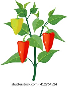 pepper on plant