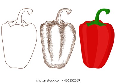Pepper. Outline contour, doodle, colored drawing. Vector illustration isolated on white background
