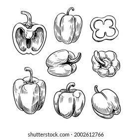 Pepper, paprika.  hand drawn vector set. sketch style, Isolated 