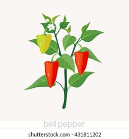 Pepper Plant