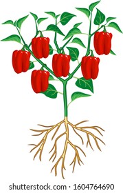 Pepper plant with green leaf and red peppers. General view of plant with root system isolated on white background
