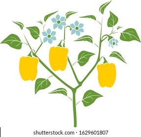 Pepper plant with green leaf and yellow peppers and flowers. General view of plant isolated on white background