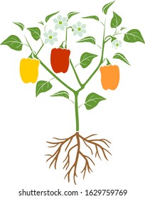 Pepper plant with green leaves, ripe peppers and root system. General view of plant isolated on white background