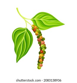 Pepper plant with unripe peppercorns. Natural organic herb spice design element vector illustration